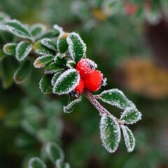Berries on a frozen bush on a single branch