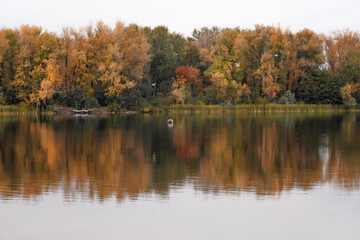Fototapeta na wymiar Forest in autumn colors. Bright colorful trees along river bank with clear water on cool morning.
