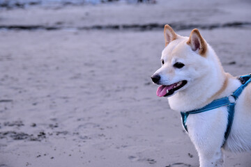 Cute hokkaido dog walking on a beach - obrazy, fototapety, plakaty