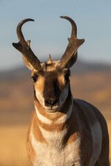 Pronghorn Antelope Buck in Wyoming in Autumn