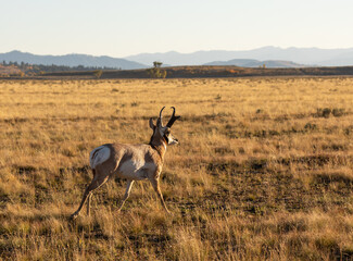Pronghorn Antelope Buck in Wyoming in Autumn