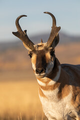 Pronghorn Antelope Buck in Wyoming in Autumn - obrazy, fototapety, plakaty