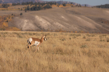 Naklejka na ściany i meble Pronghorn Antelope Buck in Wyoming in Autumn