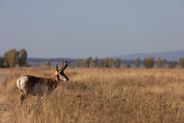 Pronghorn Antelope Buck in Wyoming in Autumn © natureguy