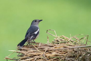 Oriental magpie-robin (Female) stock photo.