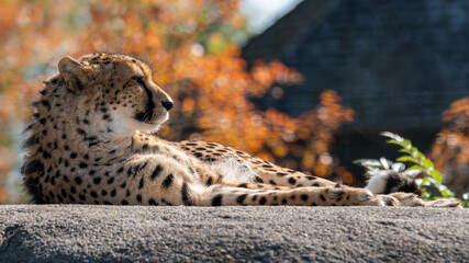 Liegender Gepard © Daniel