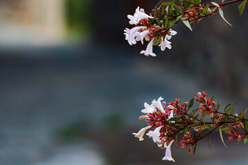 red leaves