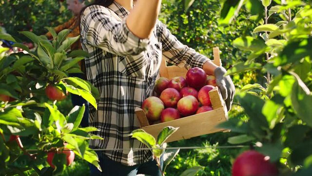 Wonderful sunny day in the autumn in the middle of modern apple orchard pretty lady farmer collect the ripe apples from the tree