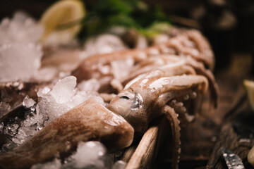 Calamari and squids just fished