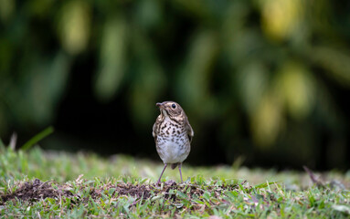 Swainson's Thrush (Catharus ustulatus)