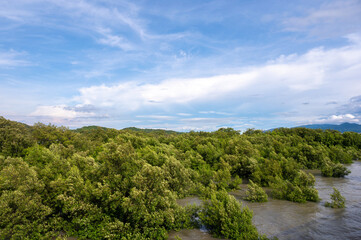 Fototapeta na wymiar Mangrove swamp at Chon Buri, Thailand.
