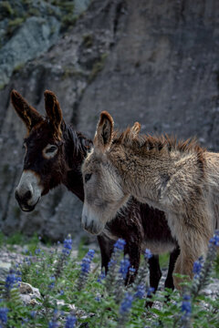 Pareja de Mulas o Burro detalles en viaje