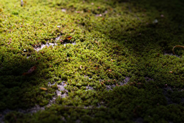 Moss on the ground, Serralves Park, Oporto