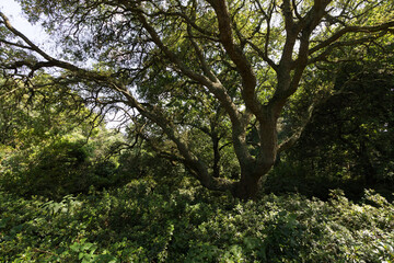 Fototapeta premium Big tree crown in Serralves Park, Oporto