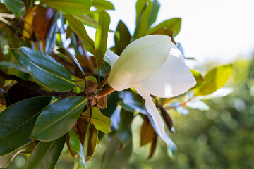 White magnolia in the garden, Serralves Park, Oporto. Magnolia grandiflora