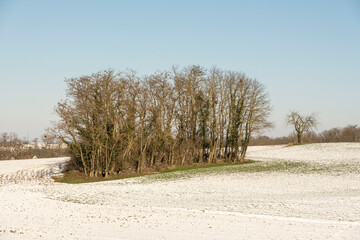 Bosquet au milieu de champs enneig&eacute;s