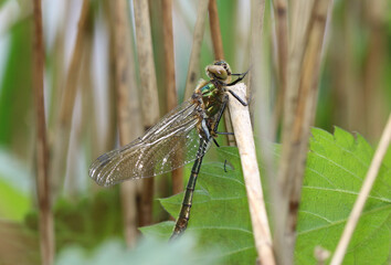 Falkenlibelle - Downy Emerald