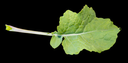 mature canola leaf immediately after being picked
