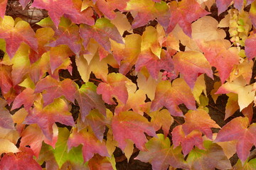 Red autumn leaves, Parthenocissus tricuspidata, on wall.