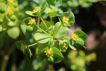 Euphorbia amygdaloides PURPUREA Wilczomlecz migdałowcolistny Purpurea