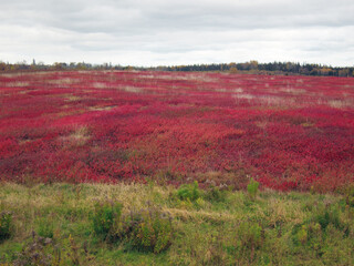 Blueberry field in Prince Edward Island in autumn afterr harvest.