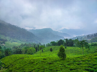 tea garden at misty mountain range amazing landscape covered with fog at morning