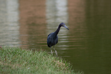 Blue Heron by Pond