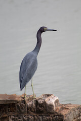 Blue Heron by Pond