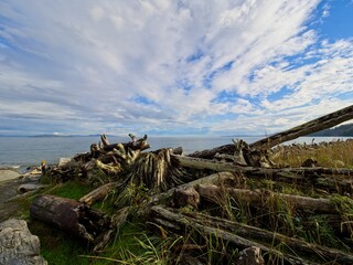 Driftwood strewn along the shore of Island View Beach, Vancouver Island BC