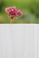 small pink flowers on a green background with a white painted board for the inscription