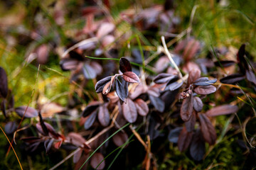 a plant with small purple leaves. medicinal plant. macro.