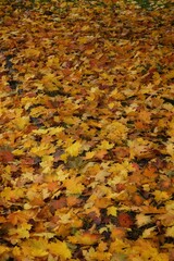 A bunch of beautiful fallen autumn leaves