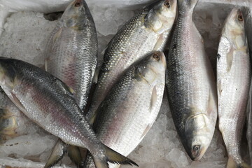 Pile of Fresh Ilish Fish or Hilsa Fish. Being sold in fish market.