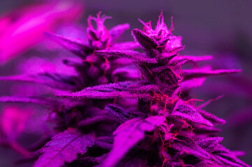 cannabis plant grow under led light