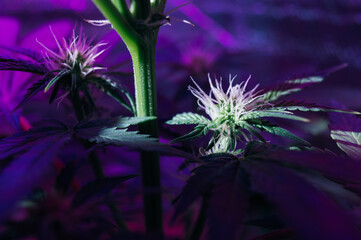 plant marijuana blooms medical cannabis farm
