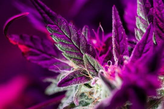 cannabis grow under led macro marijuana plant