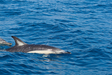 Dolphin, Cantabrian Sea, Basque Country, Spain