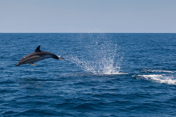 Dolphin, Cantabrian Sea, Basque Country, Spain