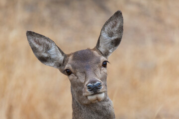 Coe in Monfrague, Caceres, Extremadura, Spain
