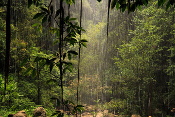 Obraz na płótnie Canvas Rainforest