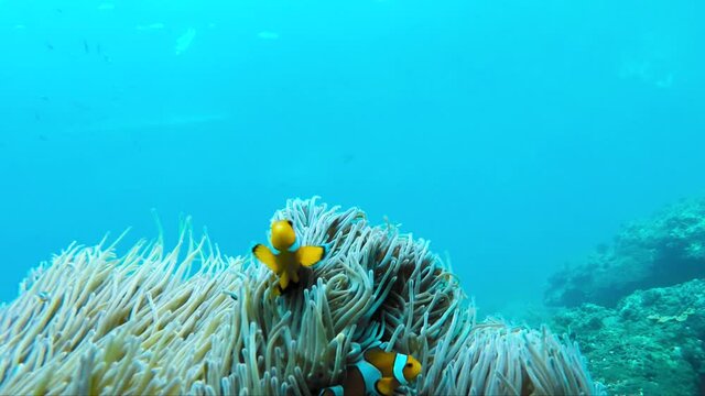 Clownfish on Coral Reef Fish in Thailand