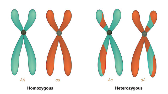 Biological illustration of heterozygous and homozygous on chromosome 