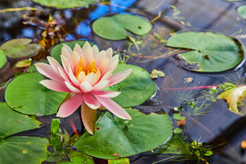 Lilly pads and pink flower in small pond