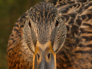 Female mallard (Anas platyrhynchos) - portrait of wild duck, Poland