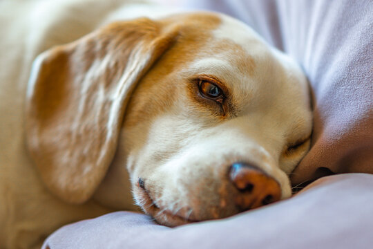 dog resting