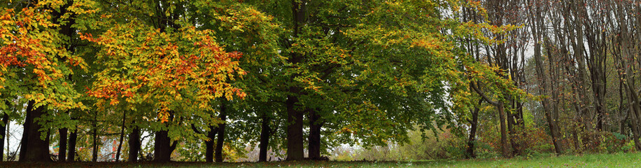 Naklejka premium Autumn landscape with colorful trees.