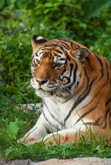 Naklejka na ściany i meble Portrait of the Amur tiger