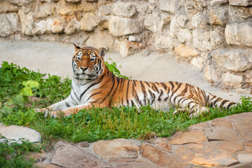 Fototapeta na wymiar the tiger is lying in full height