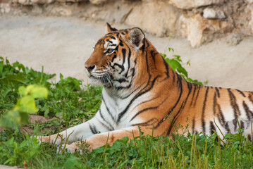 wild Amur tiger lies on the grass