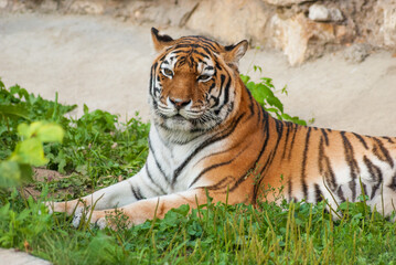 The tiger lies on the green grass against the background of stones